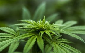 CANNABIS CORNER: Where Have You Gone Cheech and Chong?
