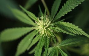 CANNABIS CORNER: Cannabis By Any Other Name: Differentiating The Industrial Hemp/CBD Market