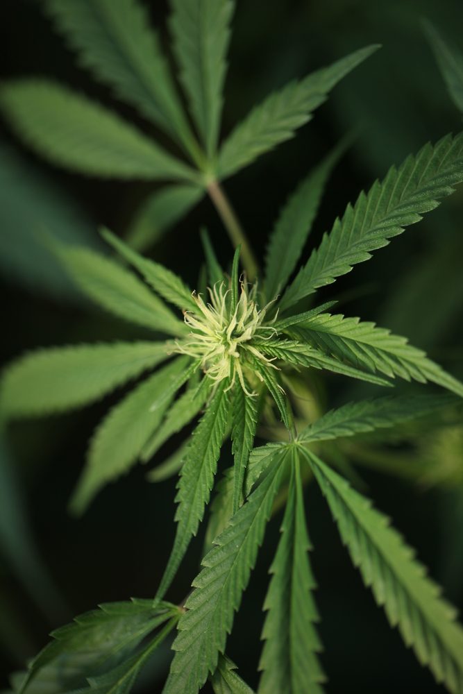 CANNABIS CORNER: Cannabis By Any Other Name: Differentiating The Industrial Hemp/CBD Market